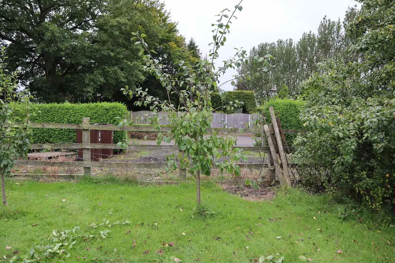 A plum tree before summer pruning, showing crowded branches