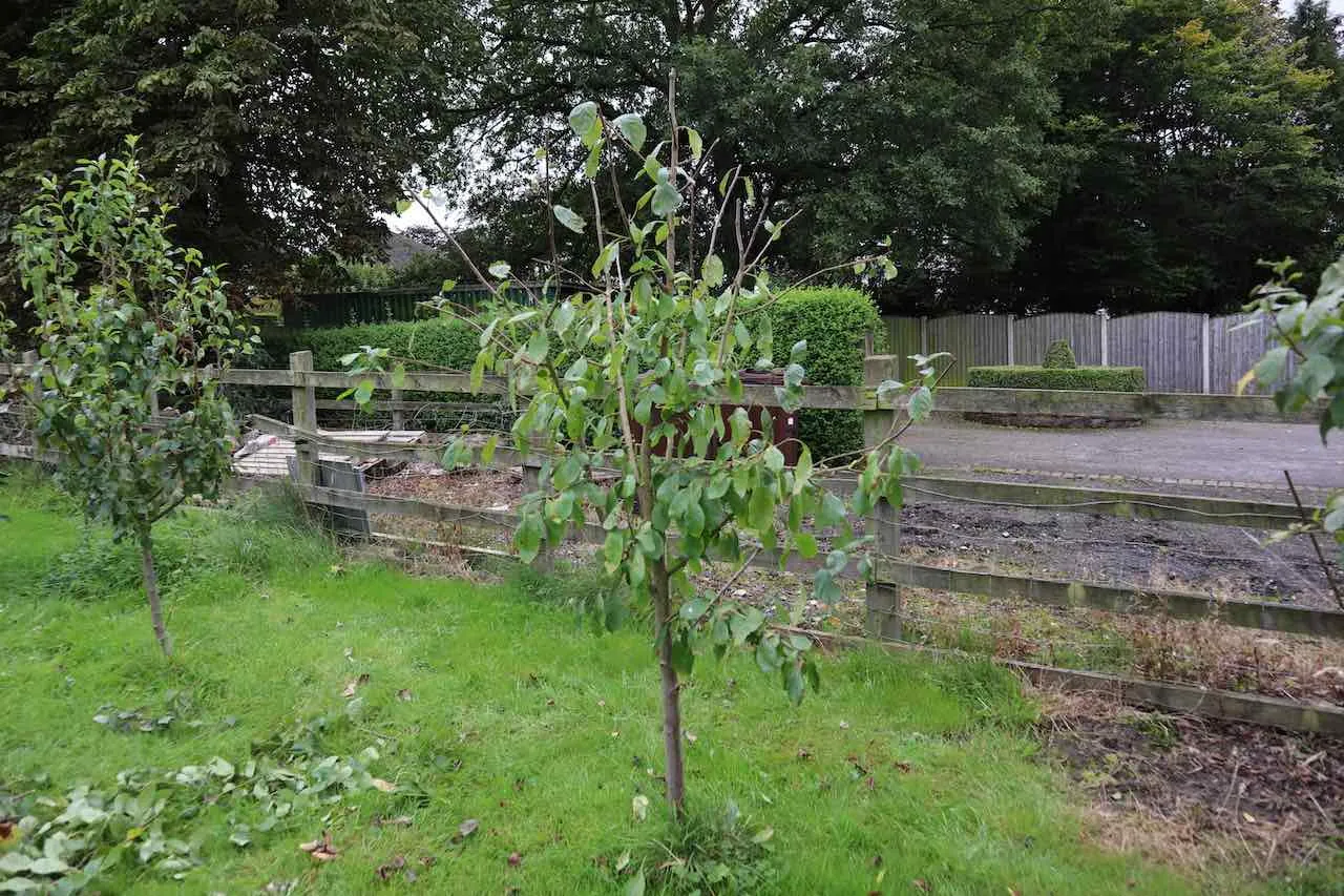 A newly pruned plum tree showing clean cuts after summer pruning