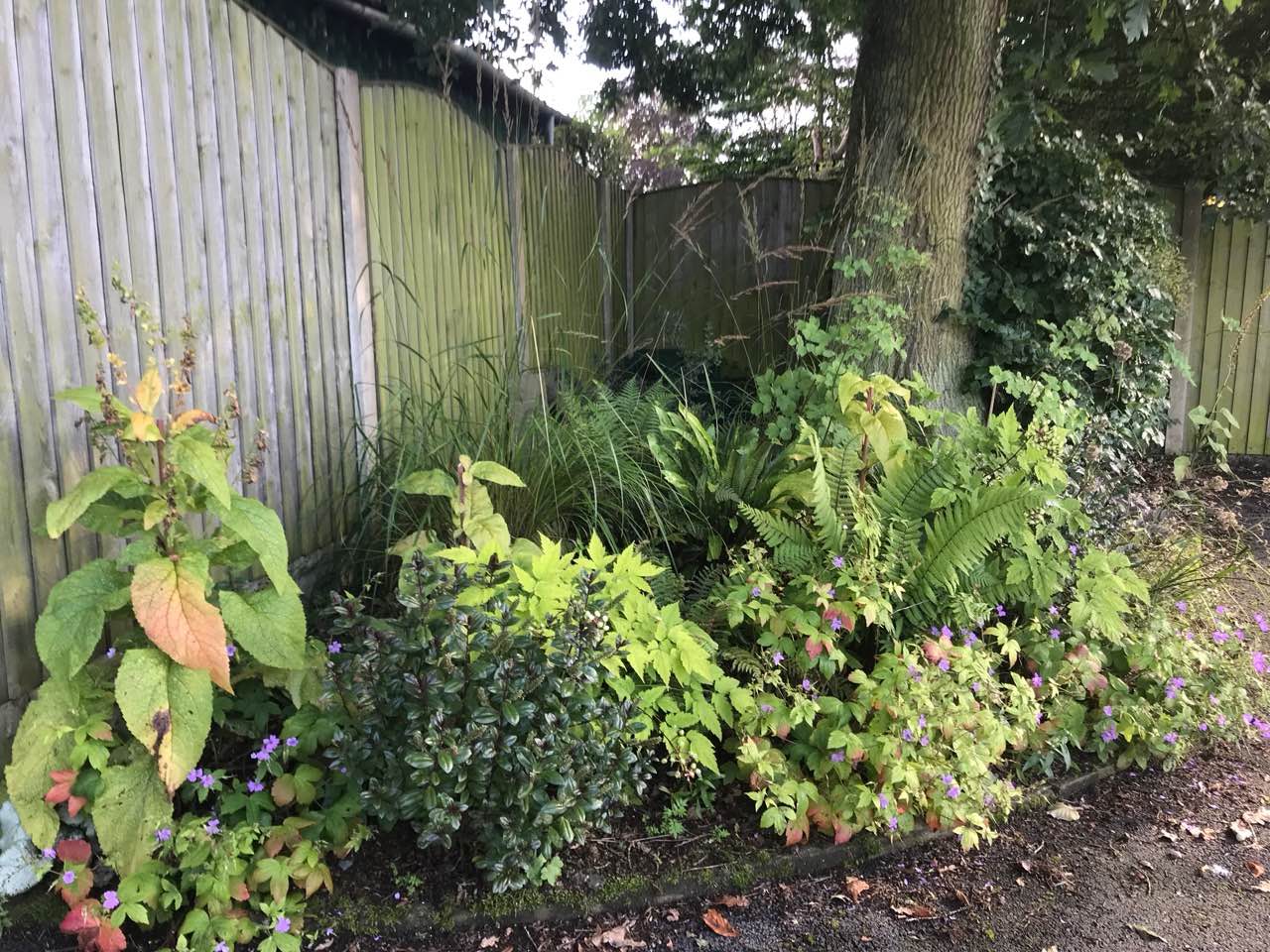 Shaded woodland border with mixed height planting at Garden Ninja