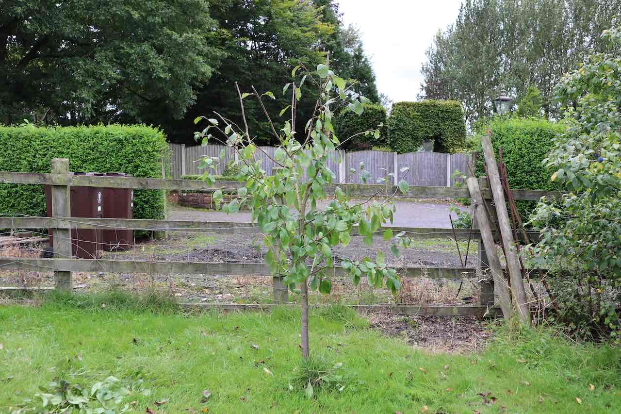 Summer pruning of a pear tree to encourage fruiting spurs and restrict extension growth