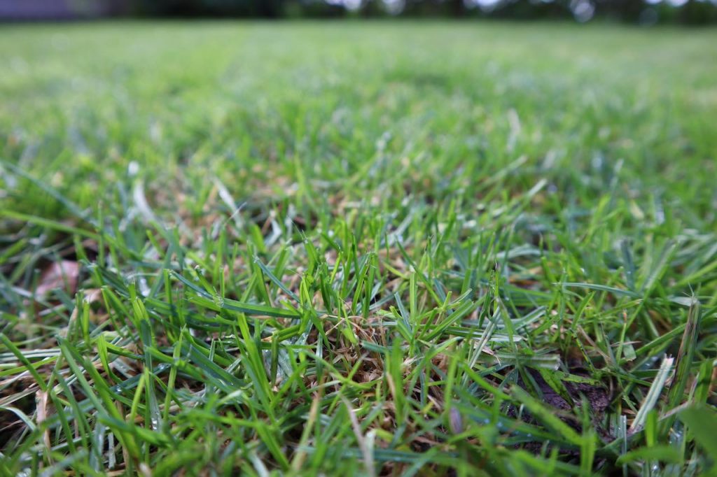 Blades of grass recently cut