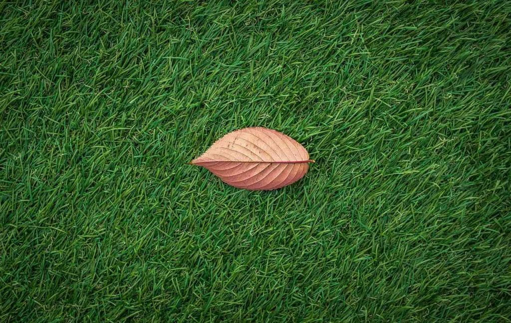 A leaf sitting on top of artifical turf