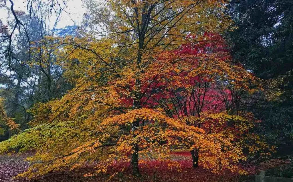 Red leaves on a maple tree
