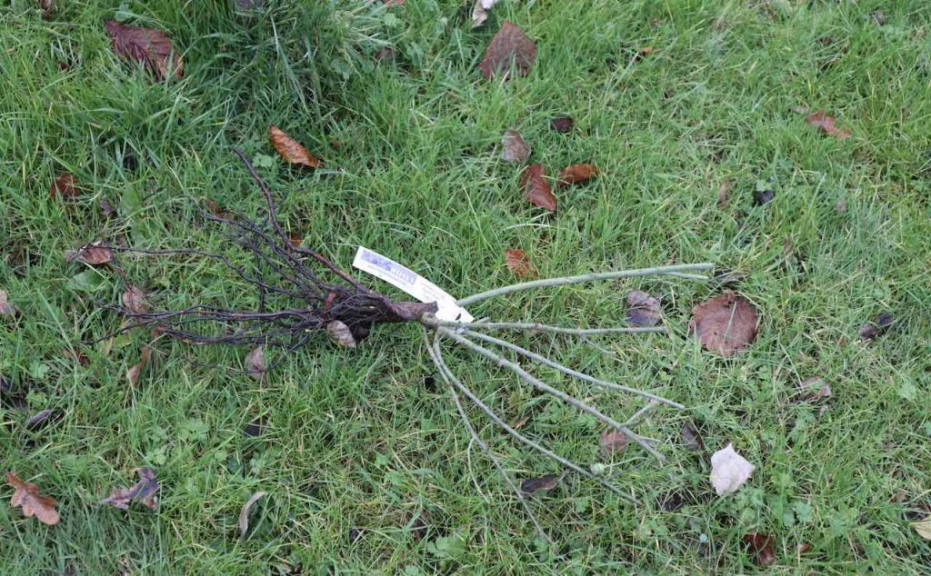 A bare root rose on a lawn