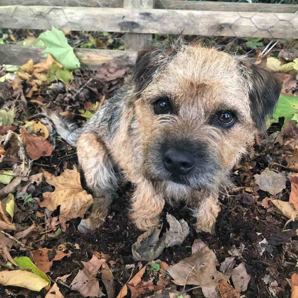 A dog sitting on a compost heap