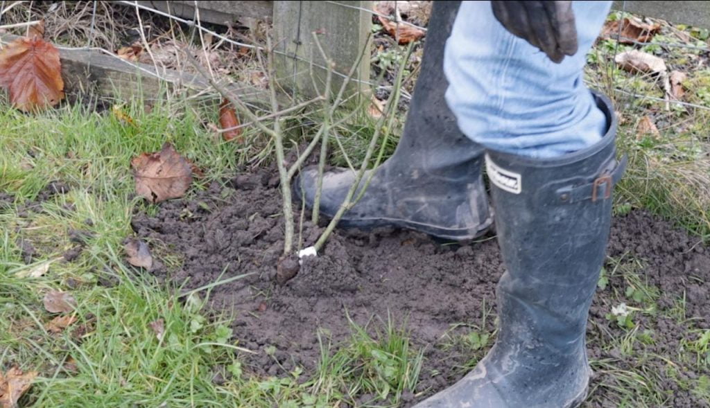 heeling in a new bare root rose