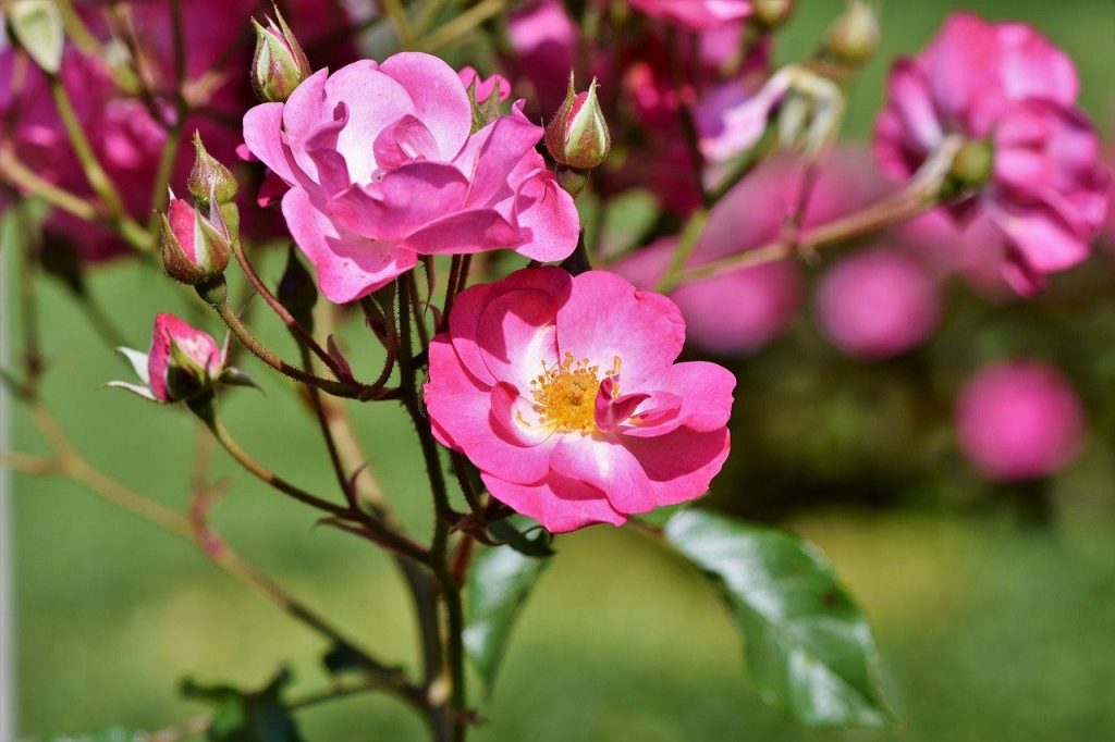 pink shrub rose in flower