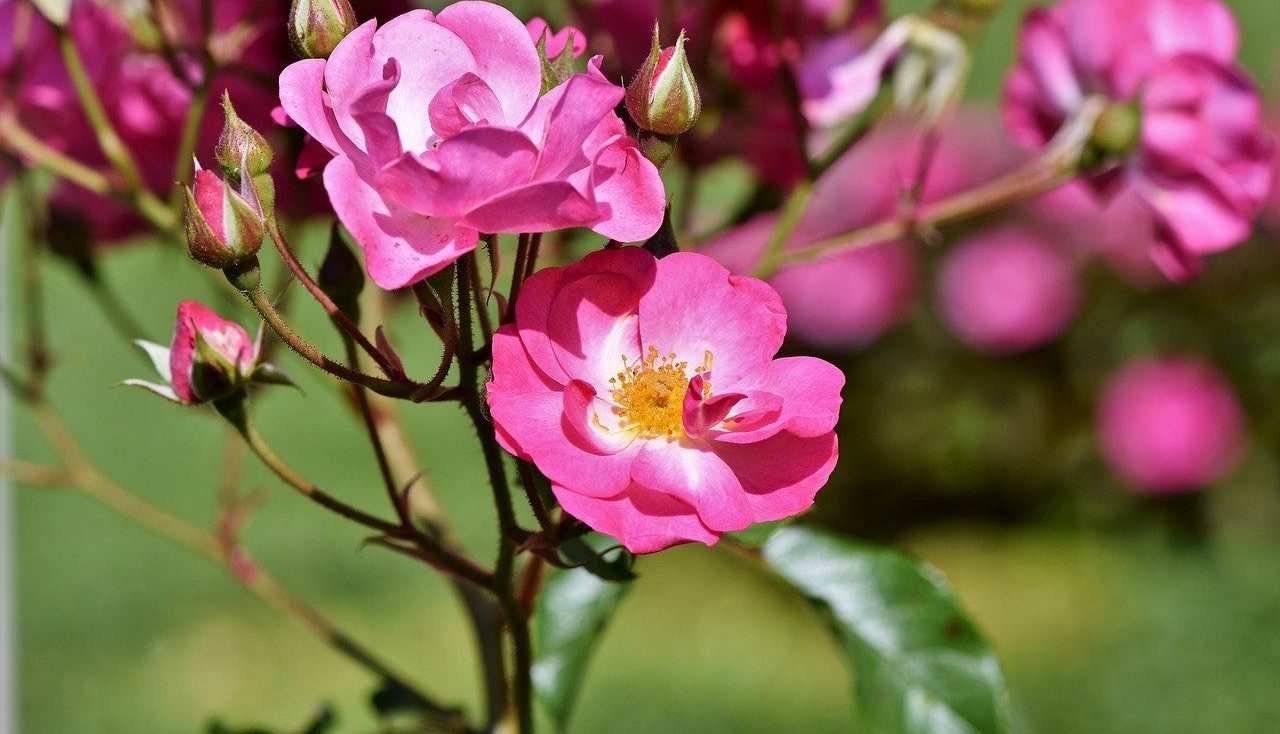 pink shrub rose in flower