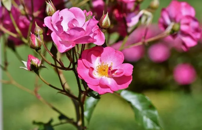 pink shrub rose in flower