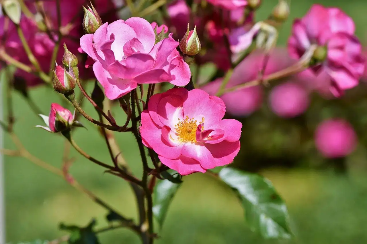 A pink shrub rose in its first summer after bare root planting