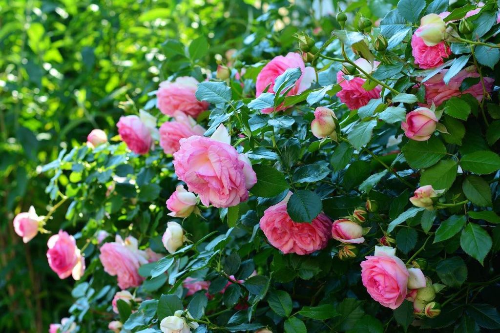 A flowering pink rose shrub