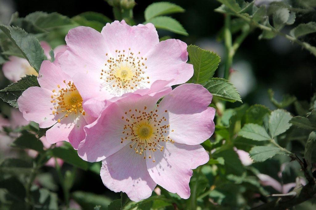 a light pink wild rose