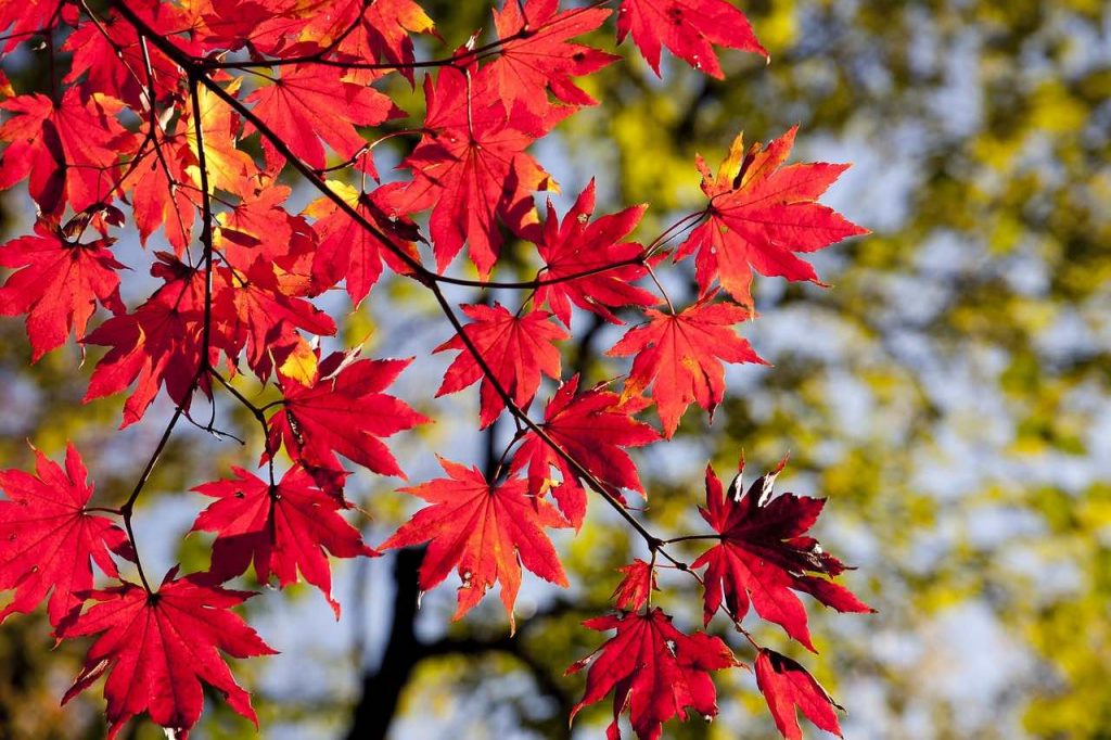 red leaves on a tree