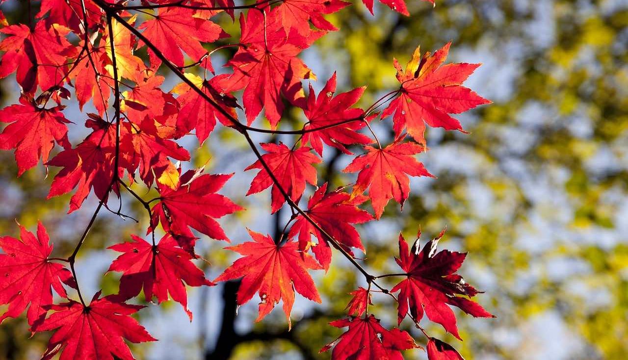 red leaves on a tree