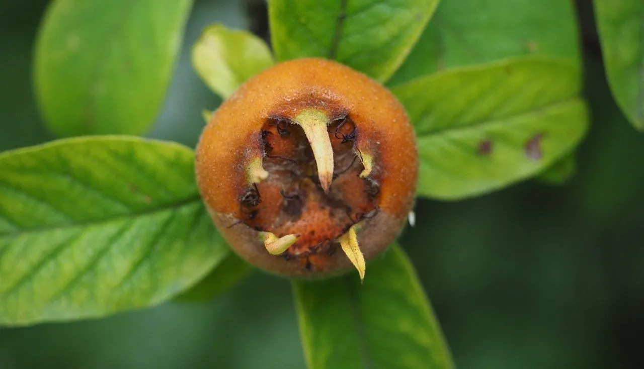 A orange medlar on a tree