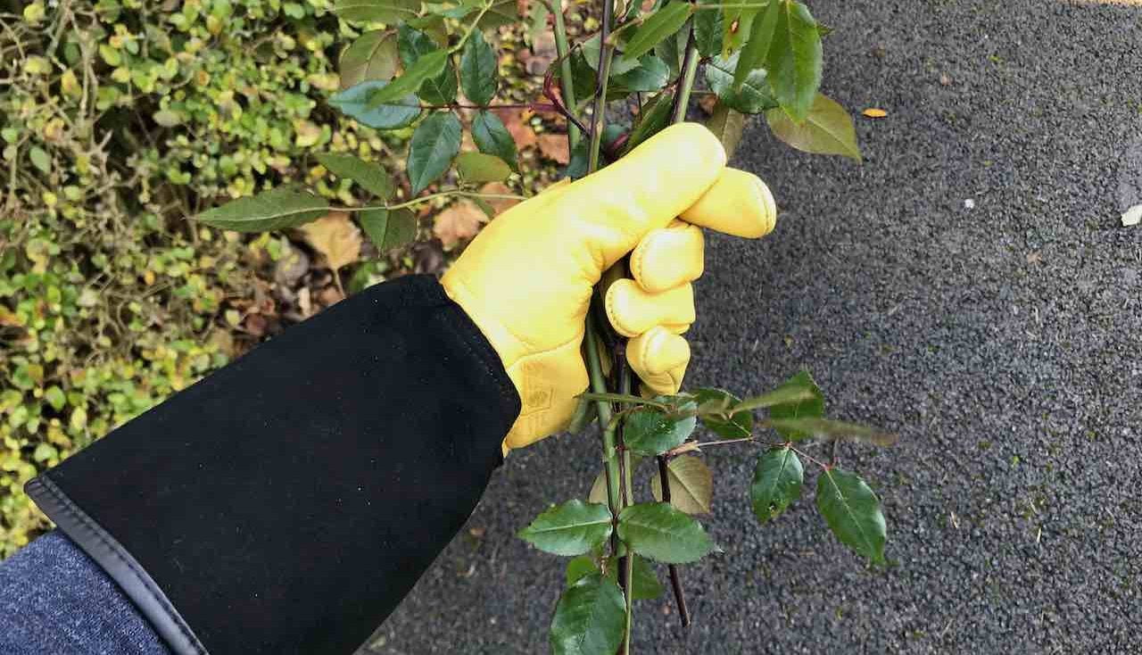 Gripping thorns with yellow gold leaf gloves