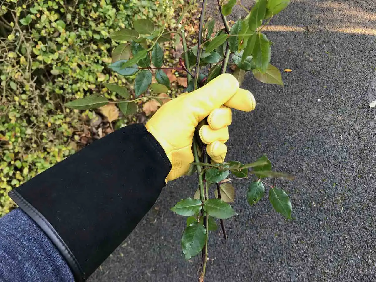 Yellow Gold Leaf gloves gripping thorny rose stems without puncturing