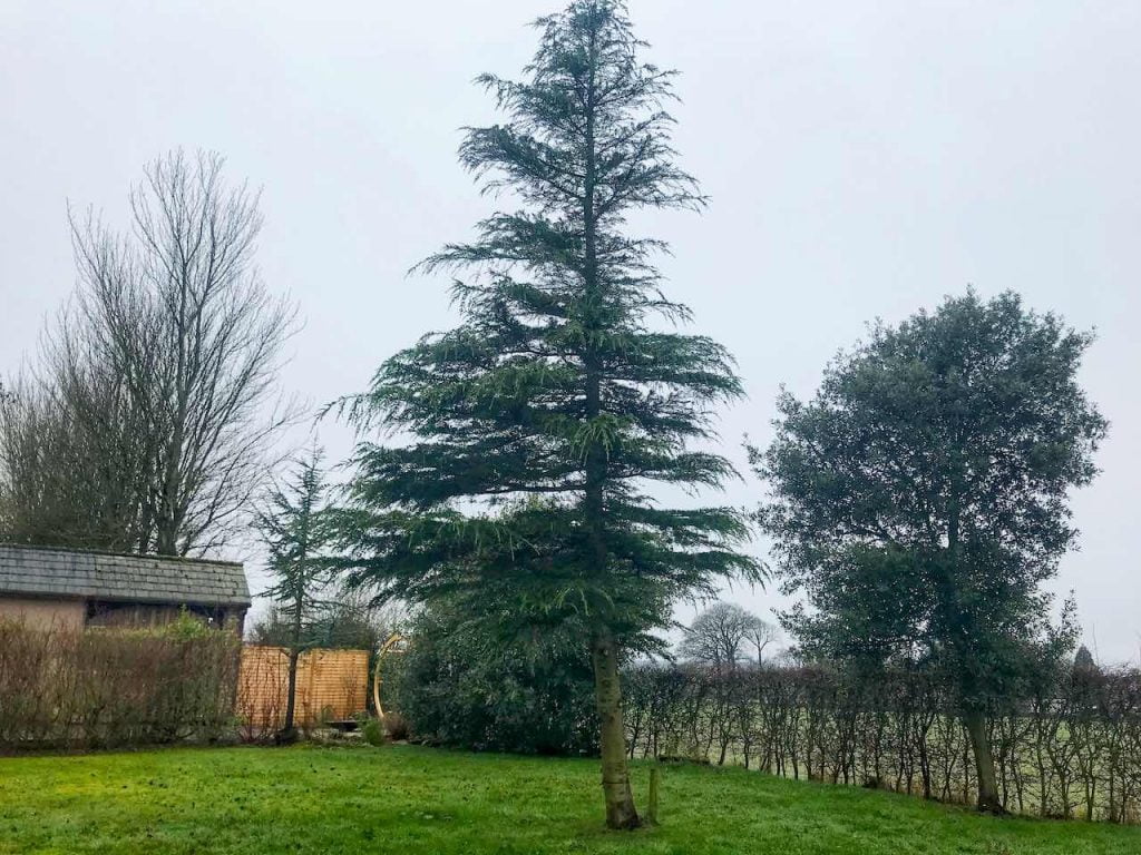 A tree with a crown lift