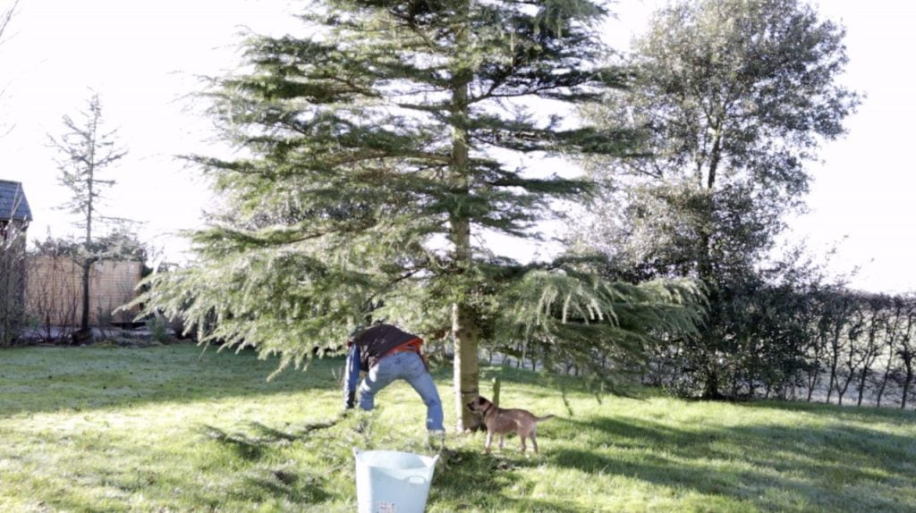 Pruning a large tree properly