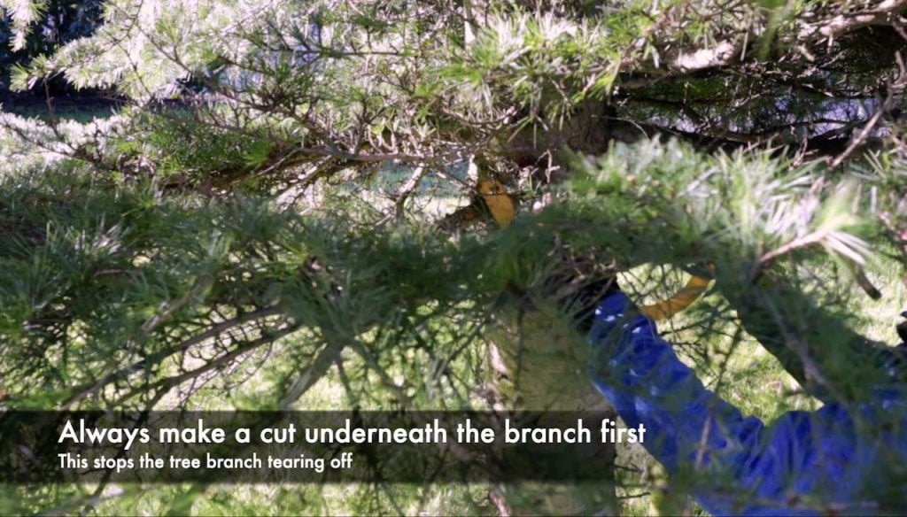 Cutting off a tree branch the right way