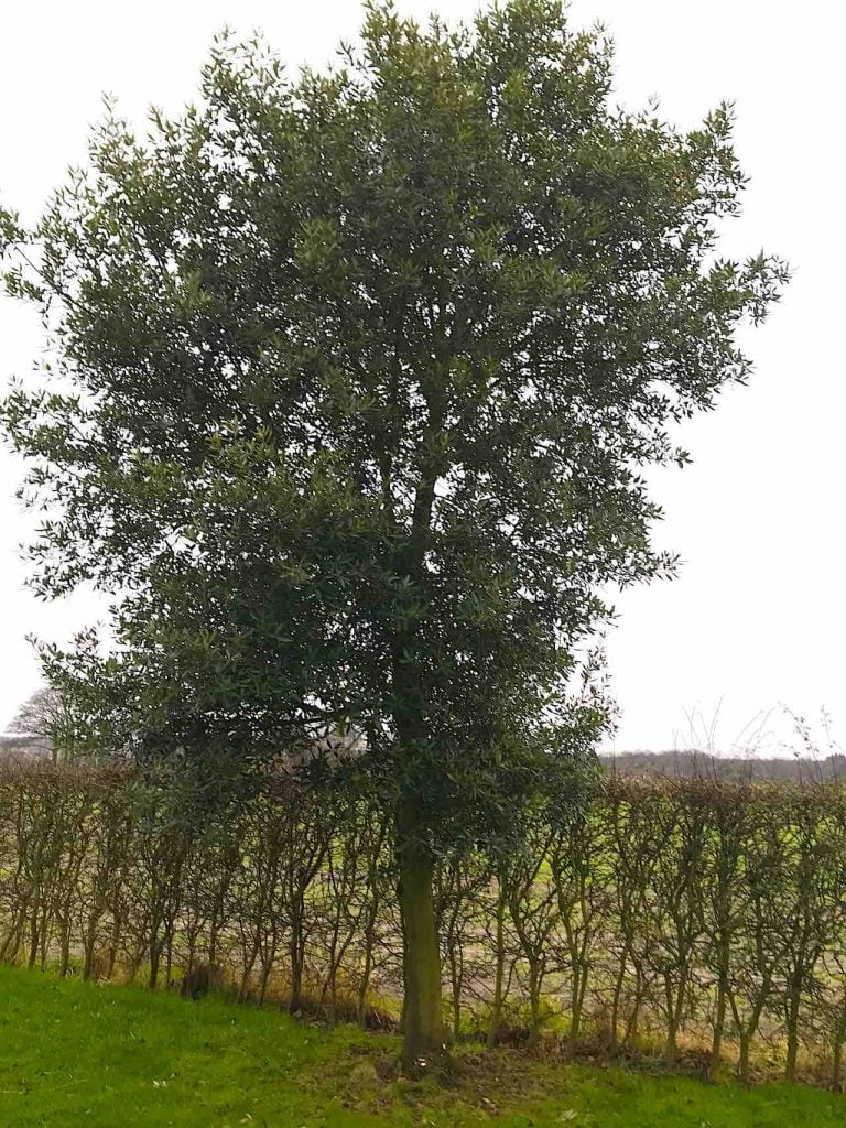 A oak thats been crown lifted