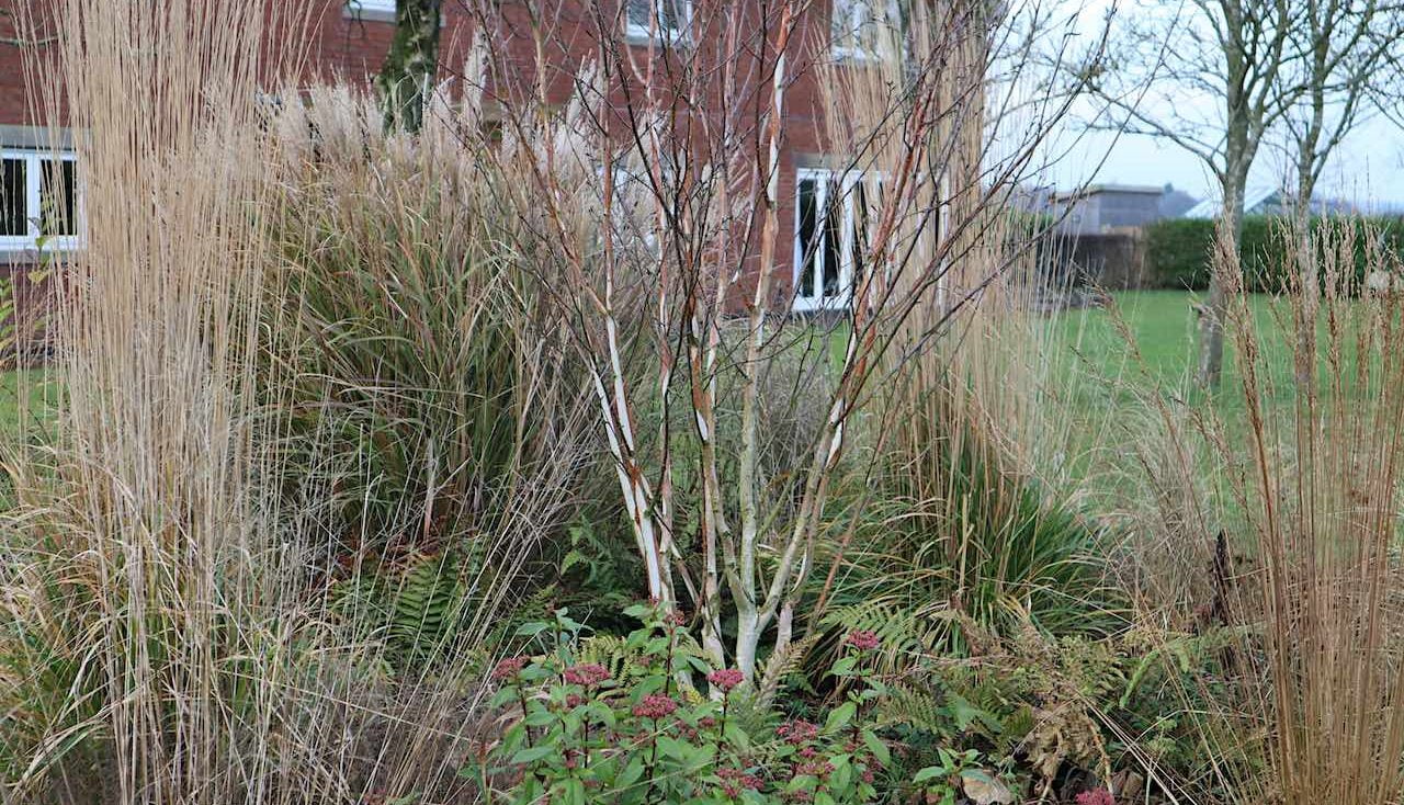 A winter border in the exploding atom garden