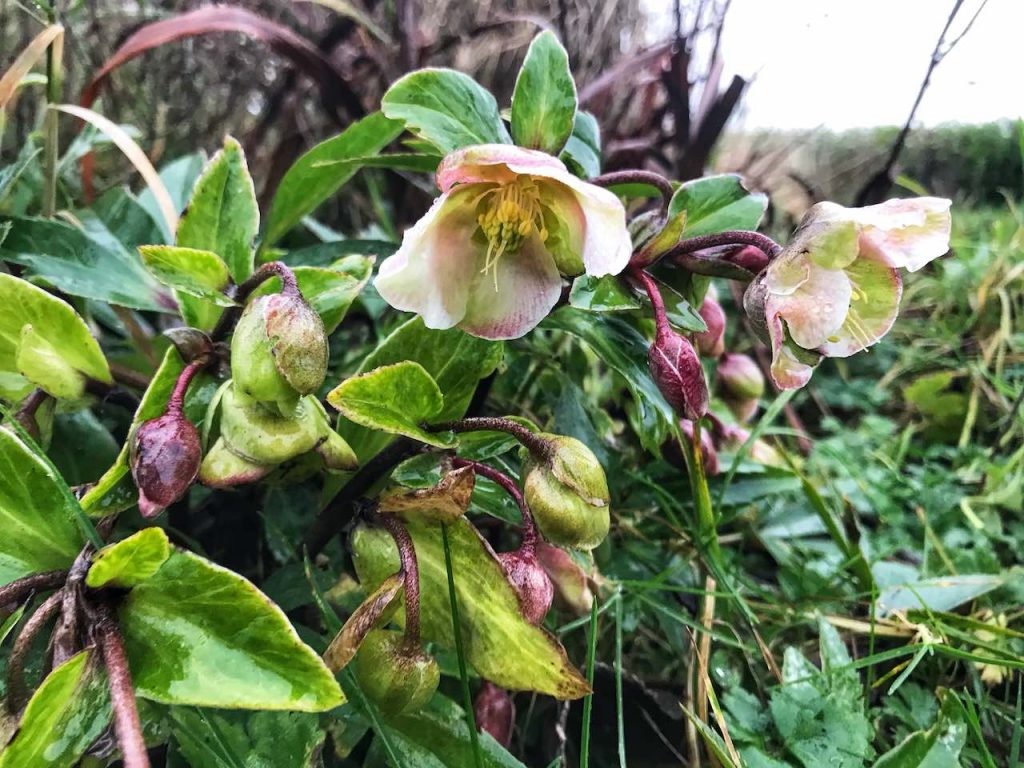 Winter rose hellebore in white