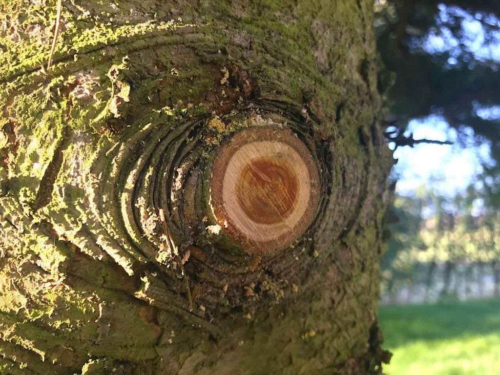 A fresh crown lift pruning scar