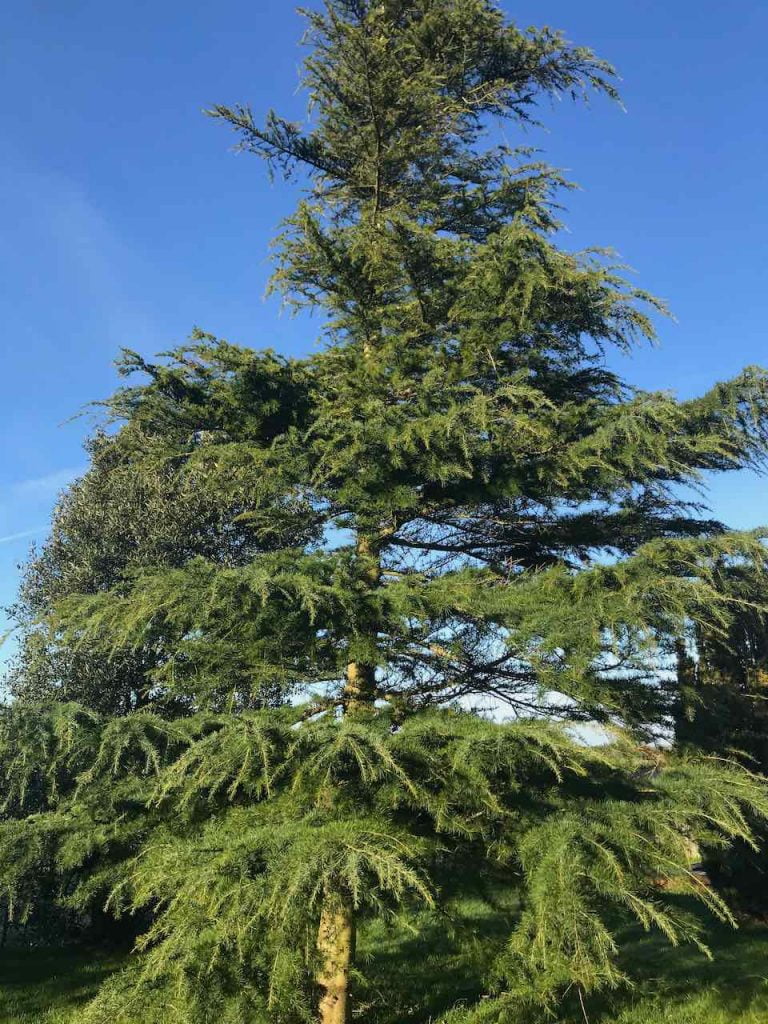 A fir tree before a crown lift prune