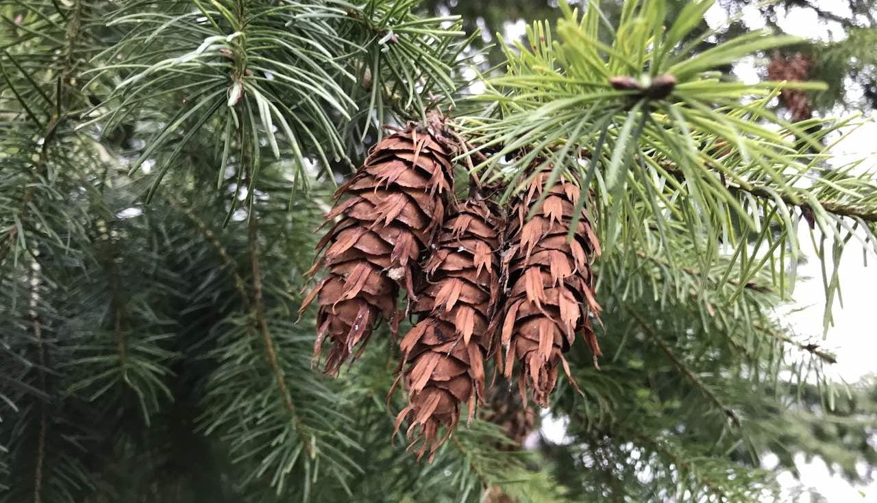 Pine cones hanging from a tree