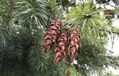 Pine cones hanging from a tree
