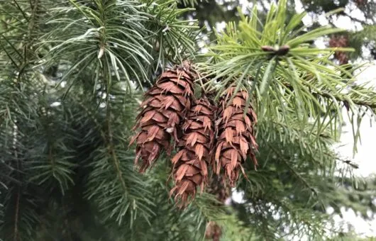 Pine cones hanging from a tree