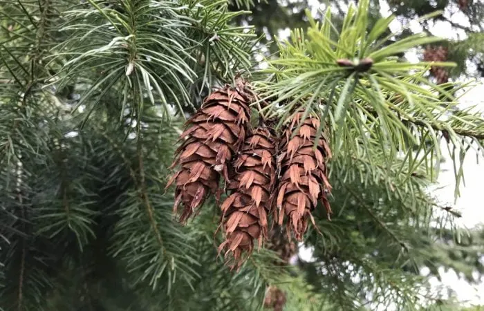 Pine cones hanging from a tree