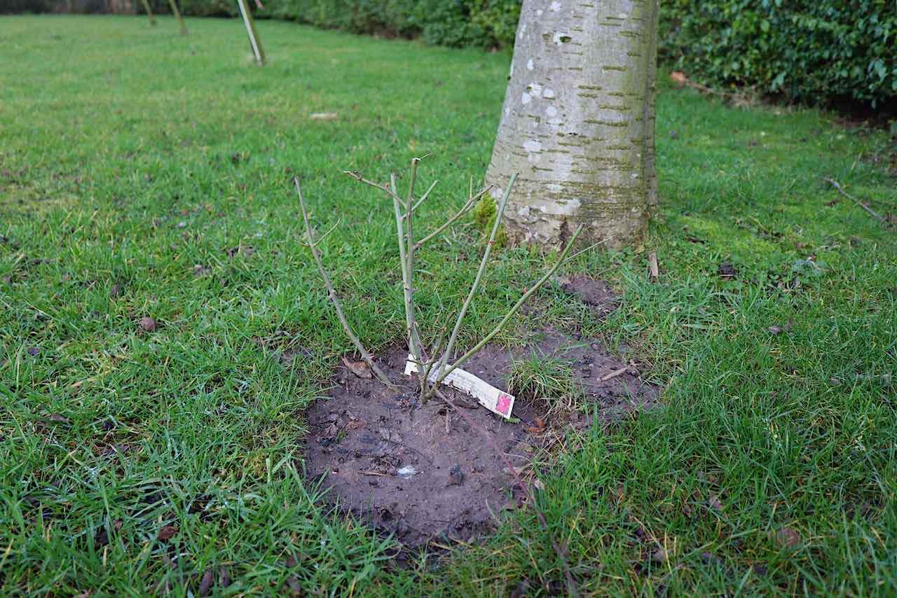 A bare root rose just planted