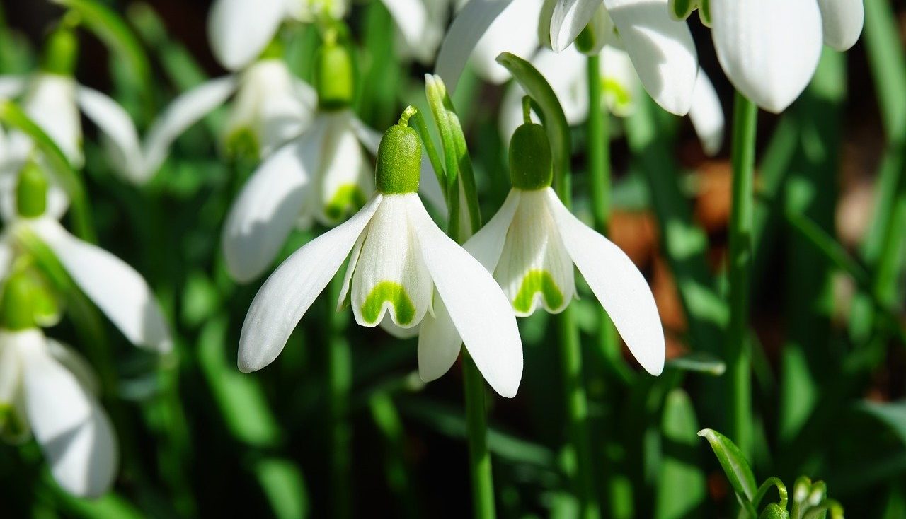 January snowdrops