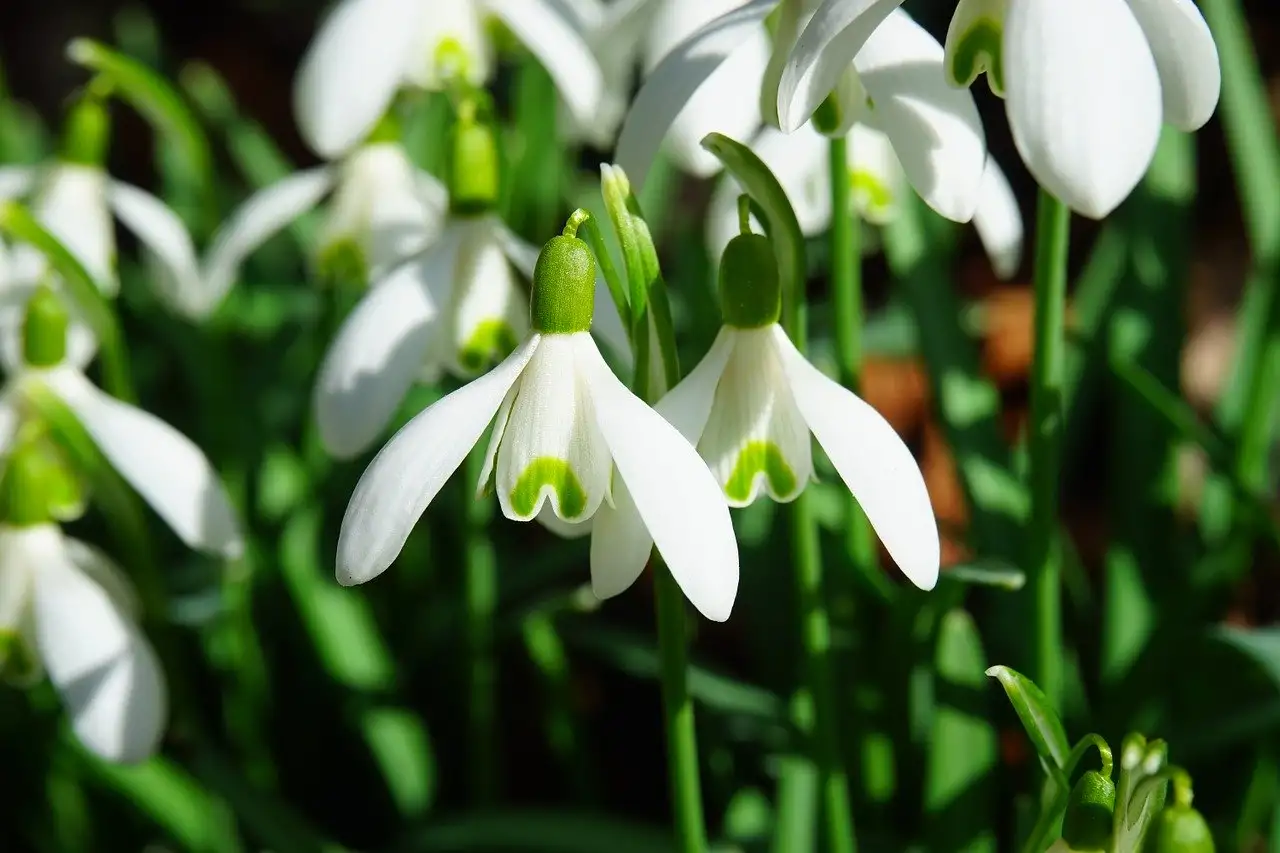 Snowdrops flowering in a UK garden at Imbolc