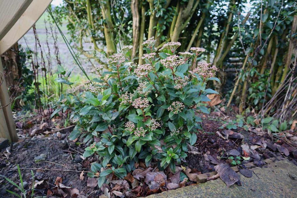 Virbunum tinus in a border