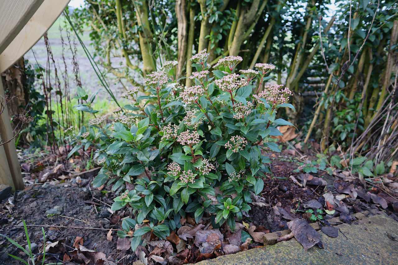 Viburnum tinus in a garden border in winter providing evergreen screening and white flower clusters for year-round privacy in an overlooked garden
