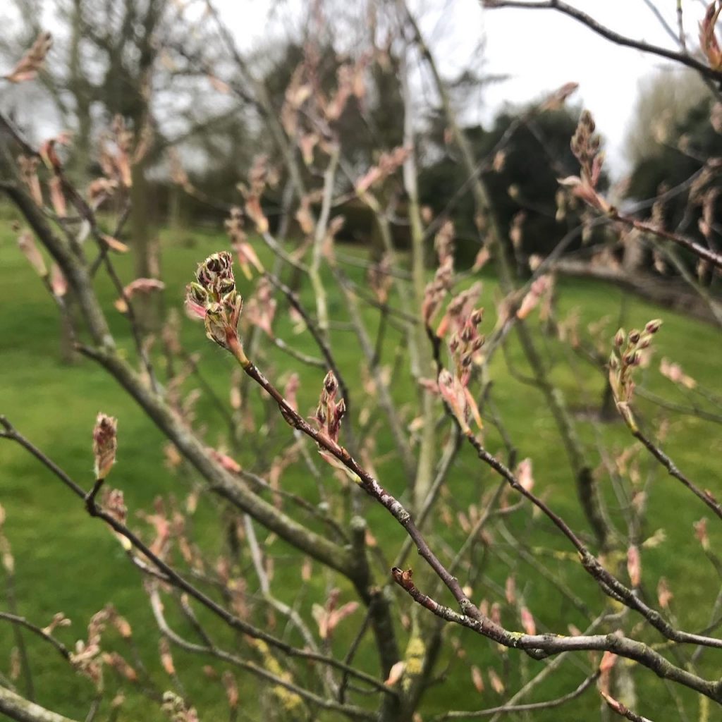 Amelanchier unfurling leaves