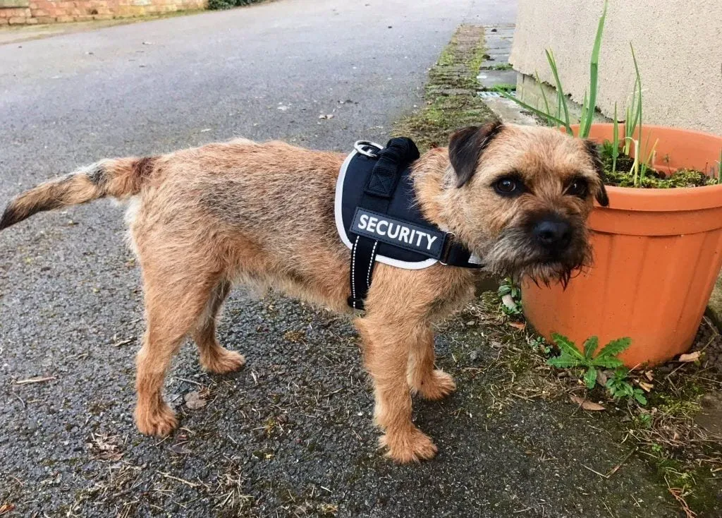 Barry the border terrier in a security vest