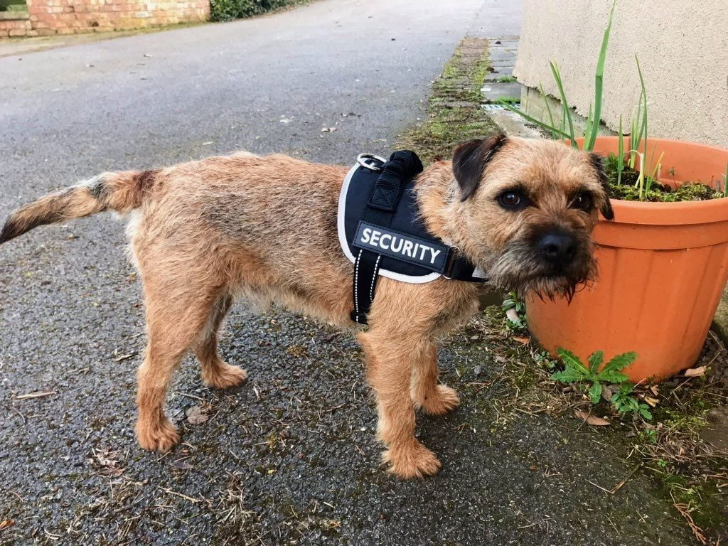 Barry the border terrier in a security vest