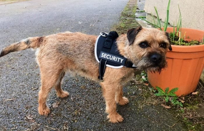 Barry the border terrier in a security vest