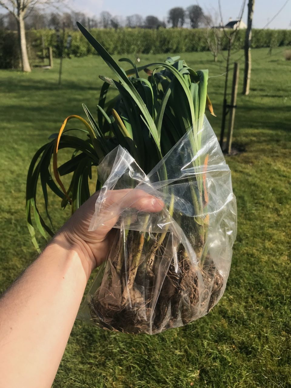 A bag of bulbs in the green