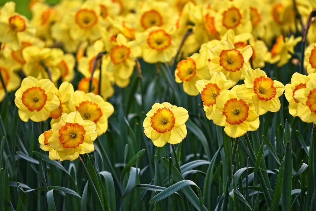Daffodils flowering in spring