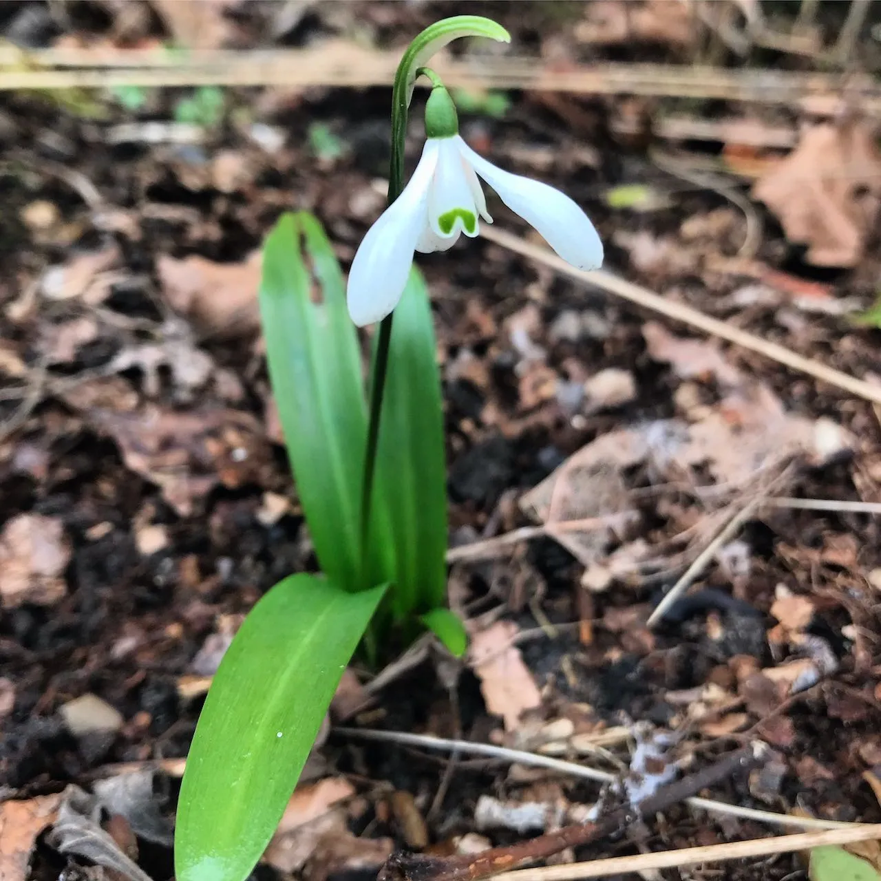 Galanthus snowdrops flowering in a UK winter garden, an early pollen source for bees