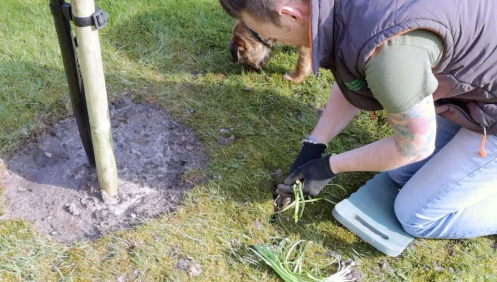 Sotting bulbs into the ground for planting