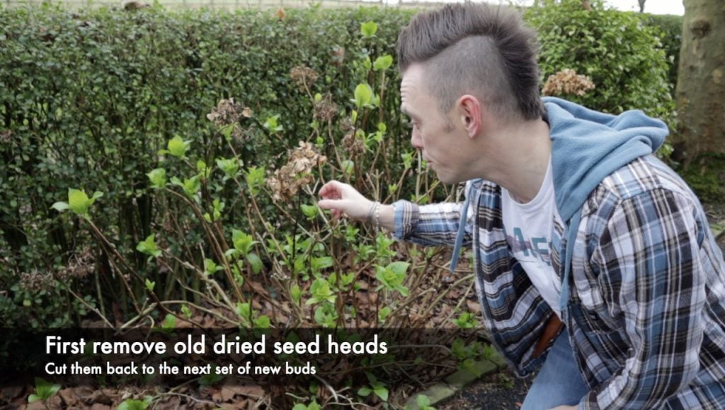 Lee Burkhill removing dried flower heads of Hydrangeas