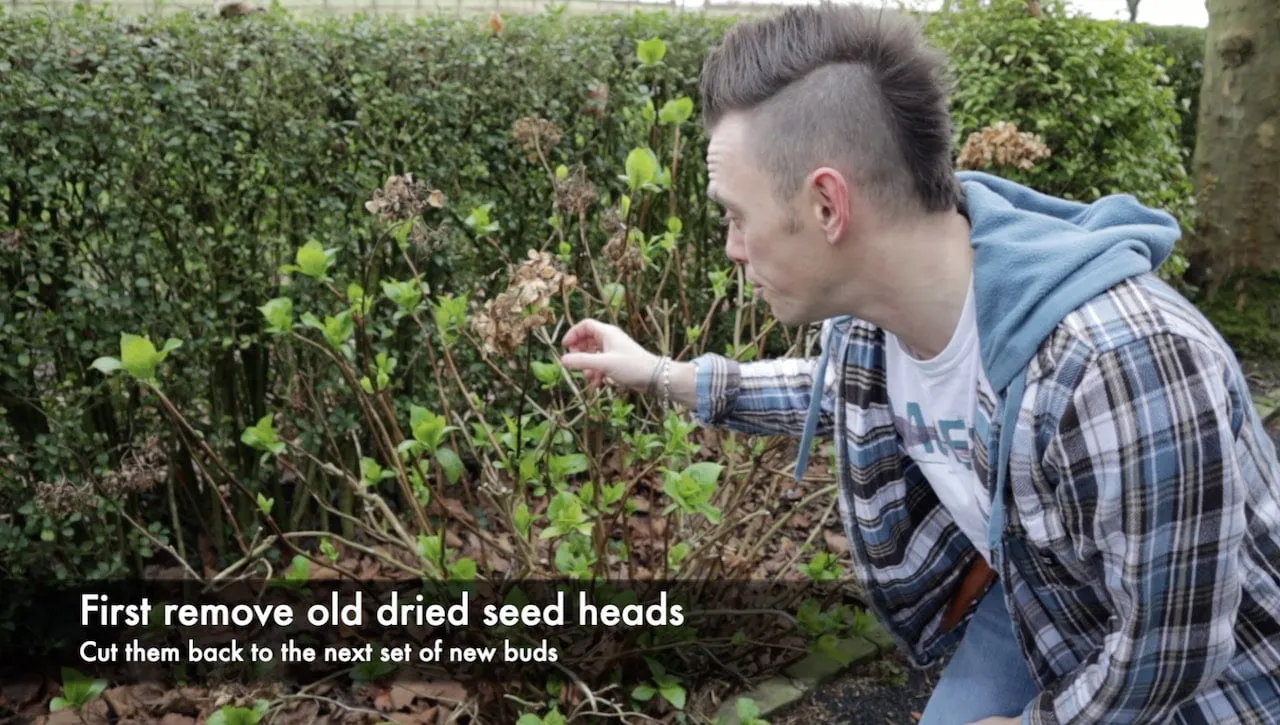 Lee Burkhill removing dried hydrangea flower heads during pruning