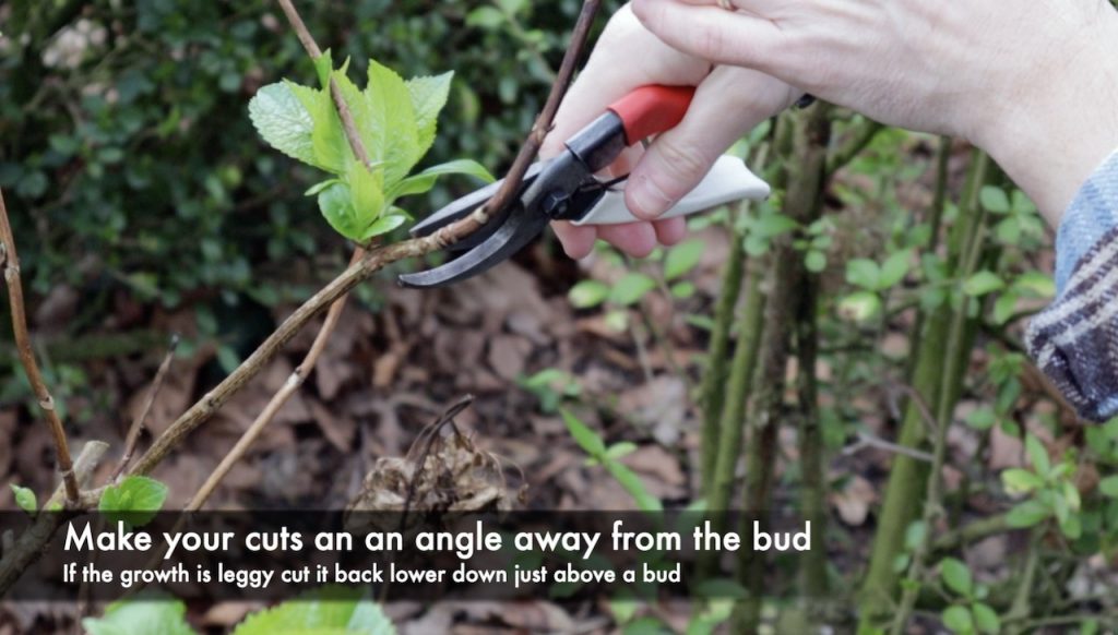 How to prune a hydrangea shrub