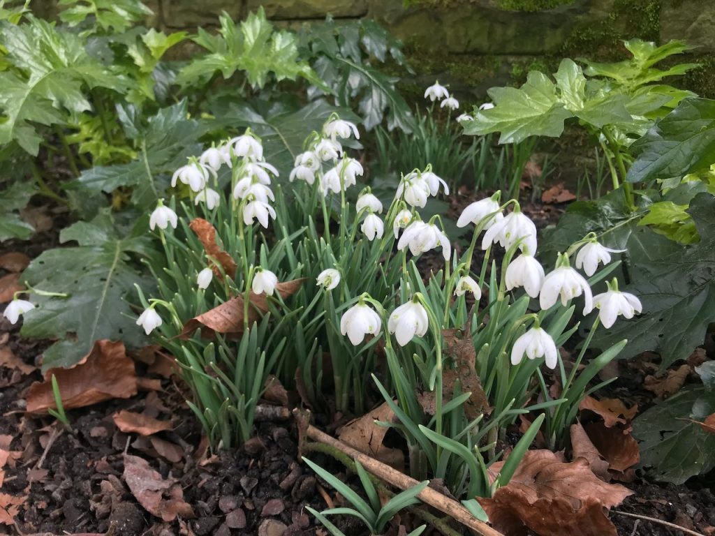 A patch of galanthus snowdrops